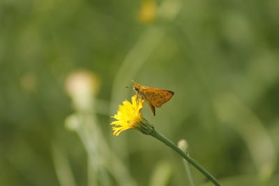 Close-up of butterfly pollinating on yellow flower