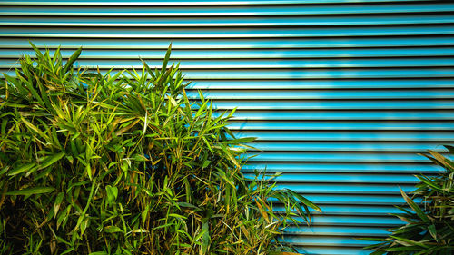 Close-up of plants against blue shutter