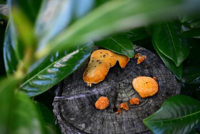 Close-up of orange mushroom growing on tree