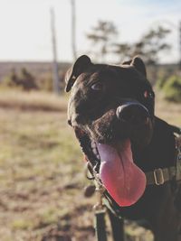 Close-up portrait of dog sticking out tongue against sky