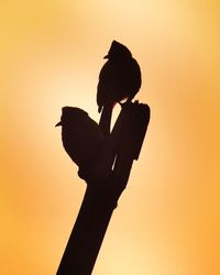 Silhouette bird perching on a orange sunset