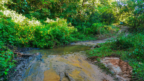 Scenic view of forest