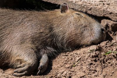 Capybara, hydrochoerus hydrochaeris.