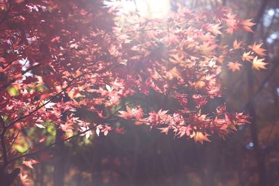 Close-up of maple leaves on tree