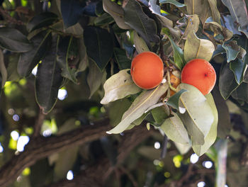 Close-up of fruits growing on tree