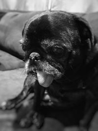 Close-up portrait of dog