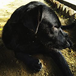 High angle view of dog sleeping
