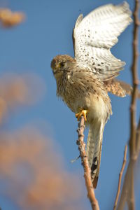 Low angle view of bird perching on flower against sky