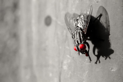 Close-up of ladybug