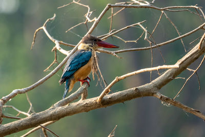 Bird perching on a tree