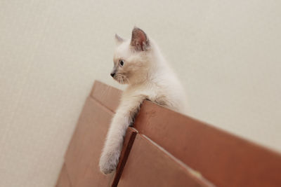 White cat looking away against wall at home