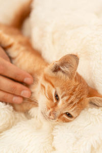 Cute little domestic red striped kitten is sleeping. person hand stroking a kitten