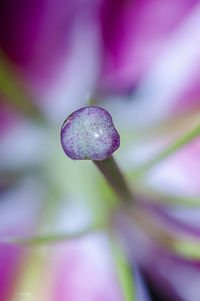 Close-up of raindrops on pink flower