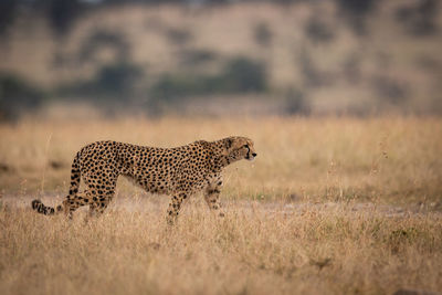 Cheetah walking on field