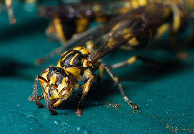 Close-up of insect