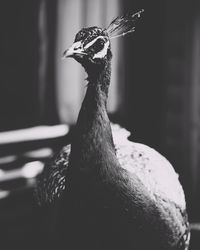 Close-up portrait of a bird