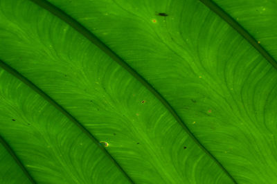 Full frame shot of wet leaves