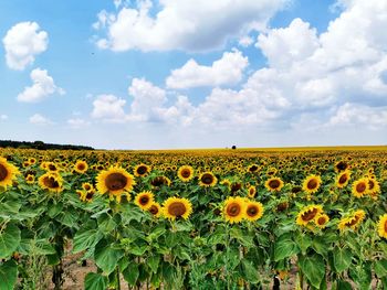 Scenic view of sunflower field against sky