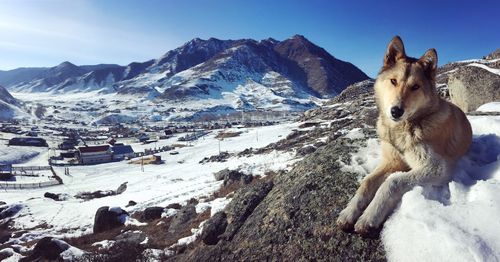 Dog on snow covered mountain against sky