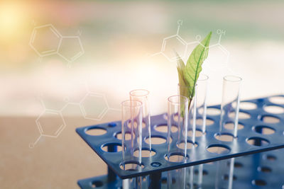 Close-up of plant on glass table