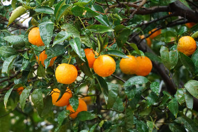 Orange fruits on tree
