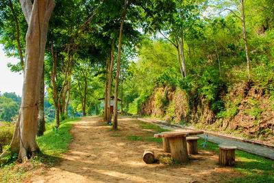 Footpath amidst trees in forest