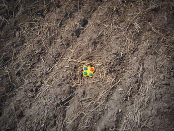 A lost children's toy on a field.