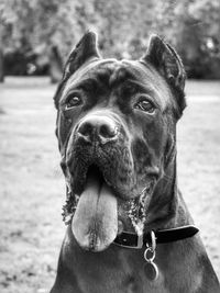 Close-up of dog sticking out tongue at field