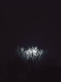 Low angle view of silhouette trees against sky at night