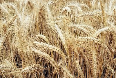 Full frame shot of wheat field