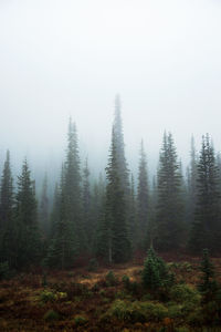 Trees in forest during foggy weather