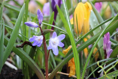 Close-up of purple crocus blooming outdoors