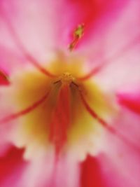 Full frame shot of pink flower