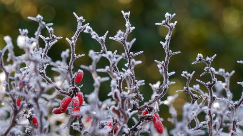 Frozen fruits growing outdoors