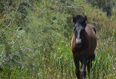 Horse standing on field