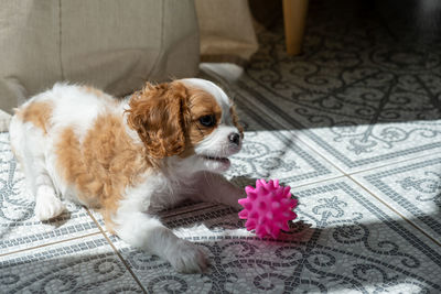 Cavalier king charles spaniel blenheim. close up portrait of cute dog puppy.