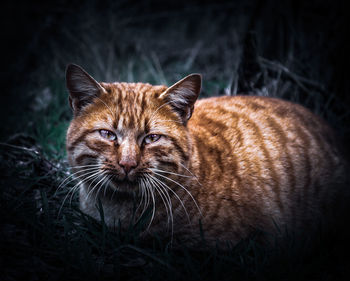 Close-up portrait of a cat