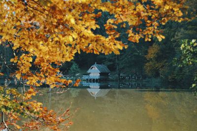 View of autumn leaves floating on lake