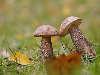 Close-up of mushroom growing on field