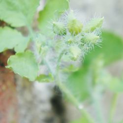 Close-up of plant