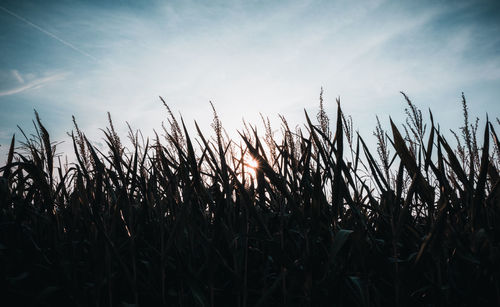 Close-up of stalks in field against sky