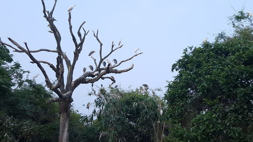 Low angle view of bare trees against clear sky