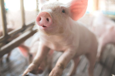 Piglets waiting for food in a stall in the farm, selective focus pig nose.