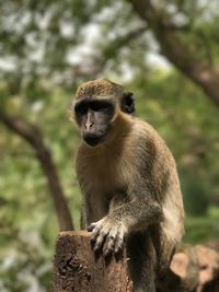 Close-up of monkey sitting on tree