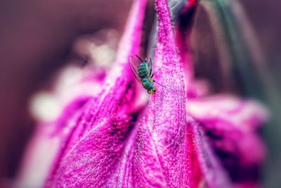 Close-up of honey bee on purple flower