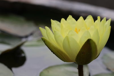 Close-up of yellow water lily in lake