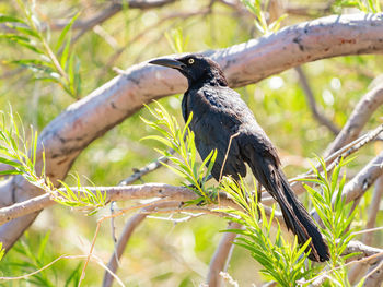 Bird perching on a tree