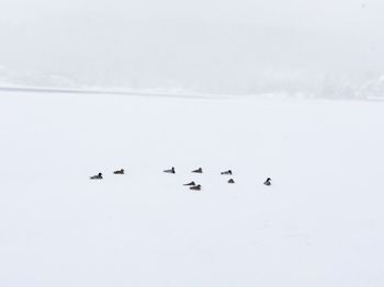 Flock of birds on snow covered field