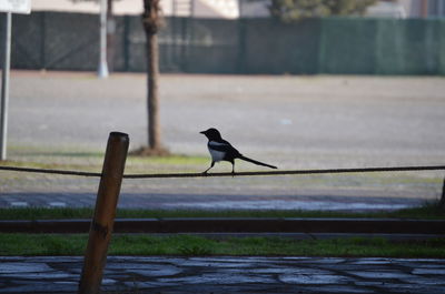 Magpie bird perching on railing