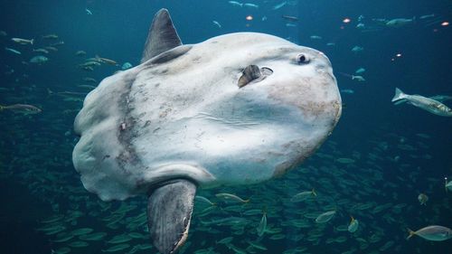 Fish swimming in sea